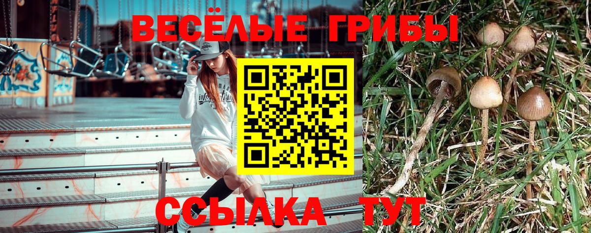 Искитим  Псилоцибиновые грибы Psilocybe  Вход с VPN  Псилоцибиновые грибы Psilocybine cubensis 